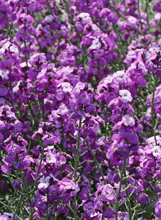 Kreuzbl tler Brassicaceae Wissen Pflanzen Dieser Familie kreuzbl-tler-brassicaceae-wissen-pflanzen-dieser-familie