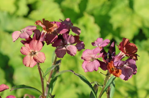 Goldlack 'Constant Cheer' - Erysimum cheiri 'Constant Cheer'