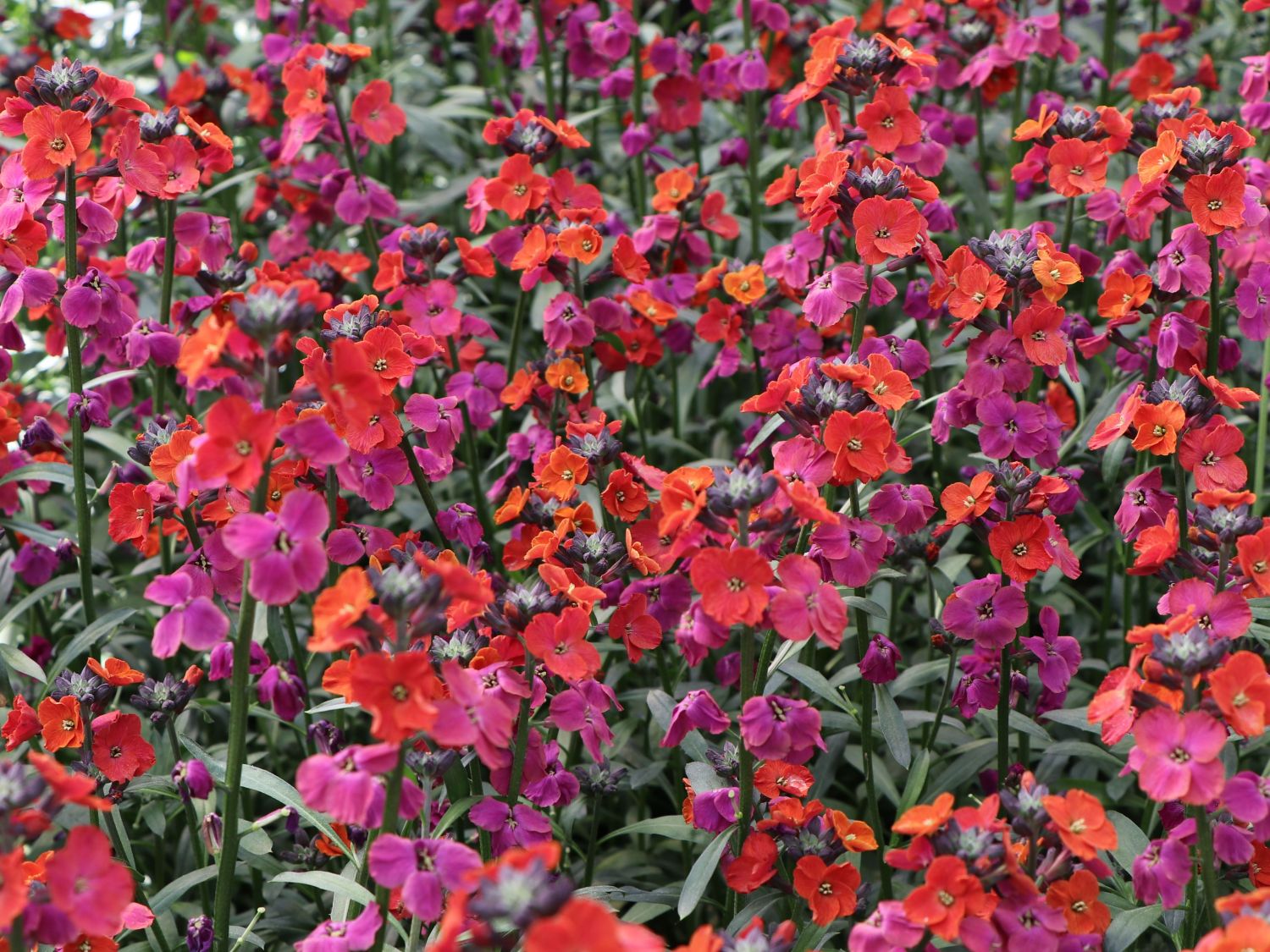 Goldlack 'Red Jep' - Erysimum x cultorum 'Red Jep'