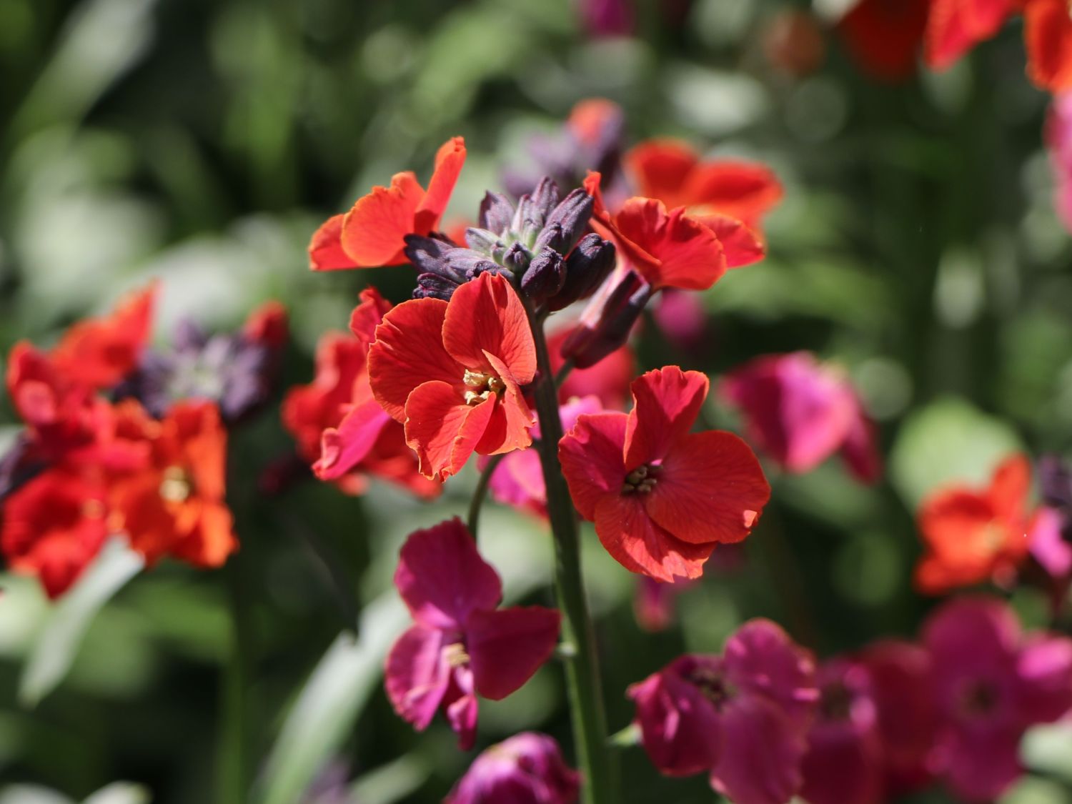 Goldlack 'Red Jep' - Erysimum x cultorum 'Red Jep'