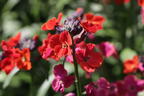 Goldlack 'Red Jep' - Erysimum x cultorum 'Red Jep'