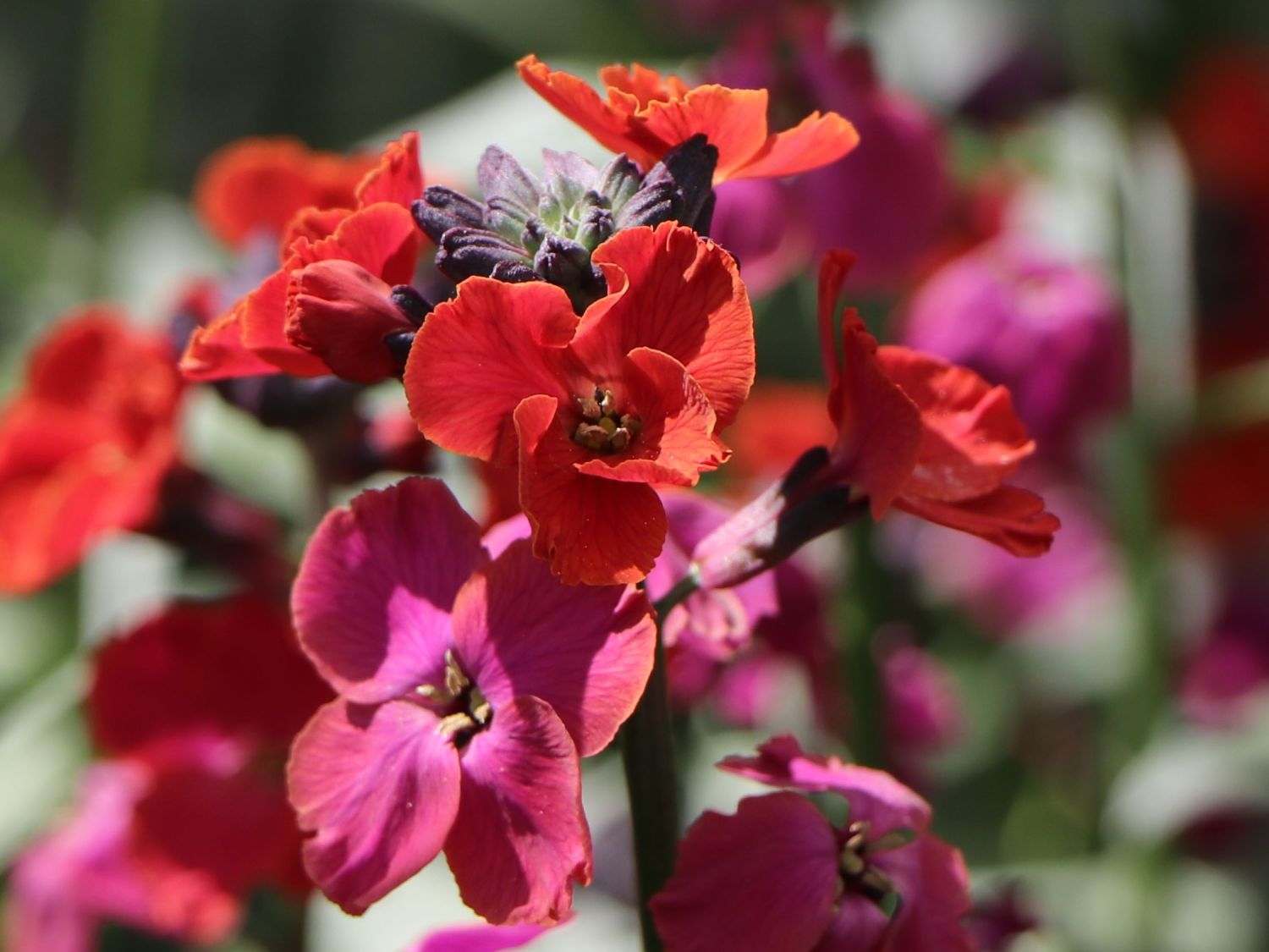 Goldlack 'Red Jep' - Erysimum x cultorum 'Red Jep'