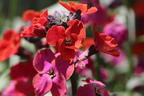 Goldlack 'Red Jep' - Erysimum x cultorum 'Red Jep'