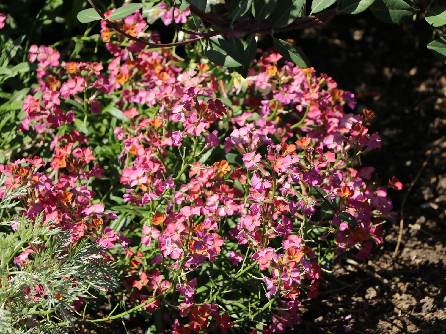 Goldlack 'Red Jep' - Erysimum x cultorum 'Red Jep'