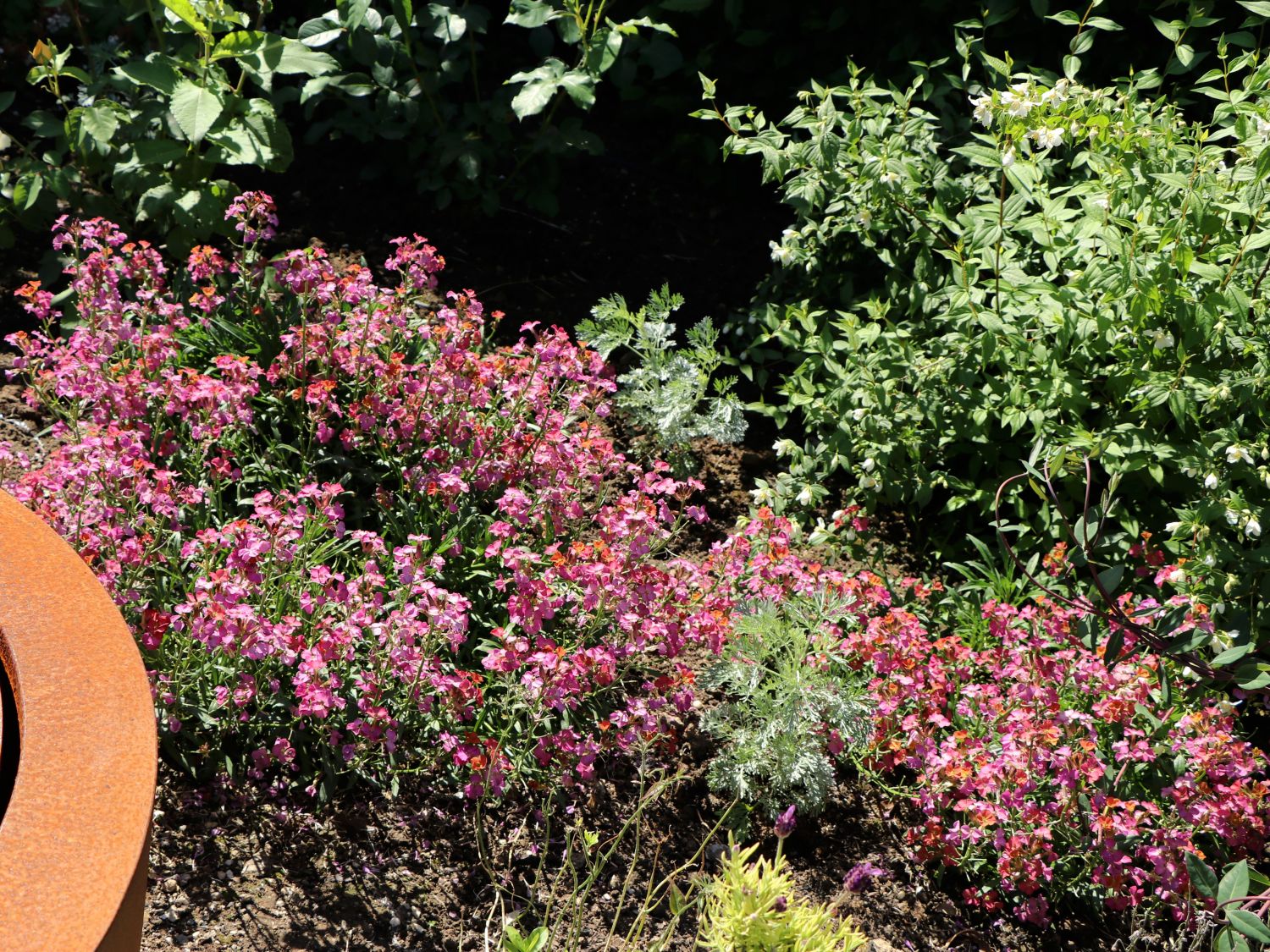 Goldlack 'Red Jep' - Erysimum x cultorum 'Red Jep'