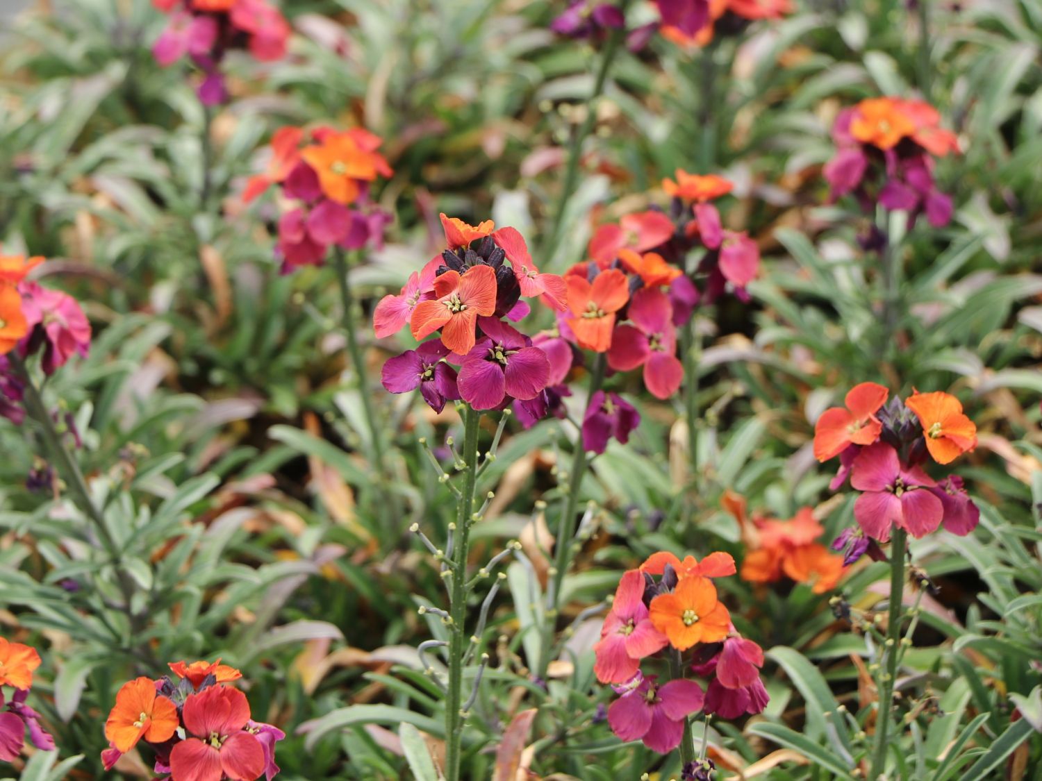 Goldlack 'Red Jep' - Erysimum x cultorum 'Red Jep'