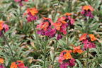 Goldlack 'Red Jep' - Erysimum x cultorum 'Red Jep'