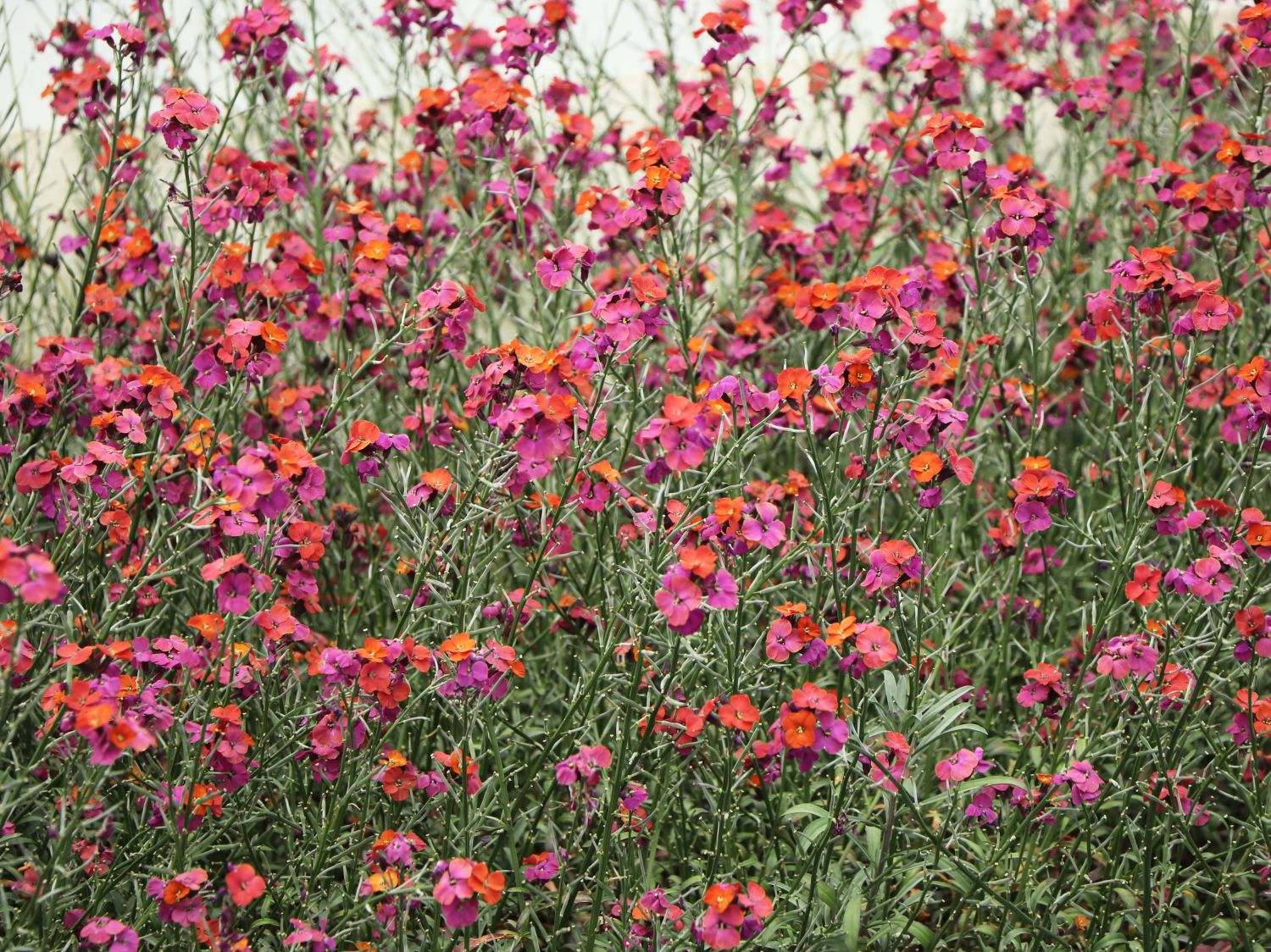 Goldlack 'Red Jep' - Erysimum x cultorum 'Red Jep'