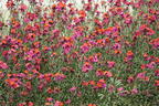 Goldlack 'Red Jep' - Erysimum x cultorum 'Red Jep'