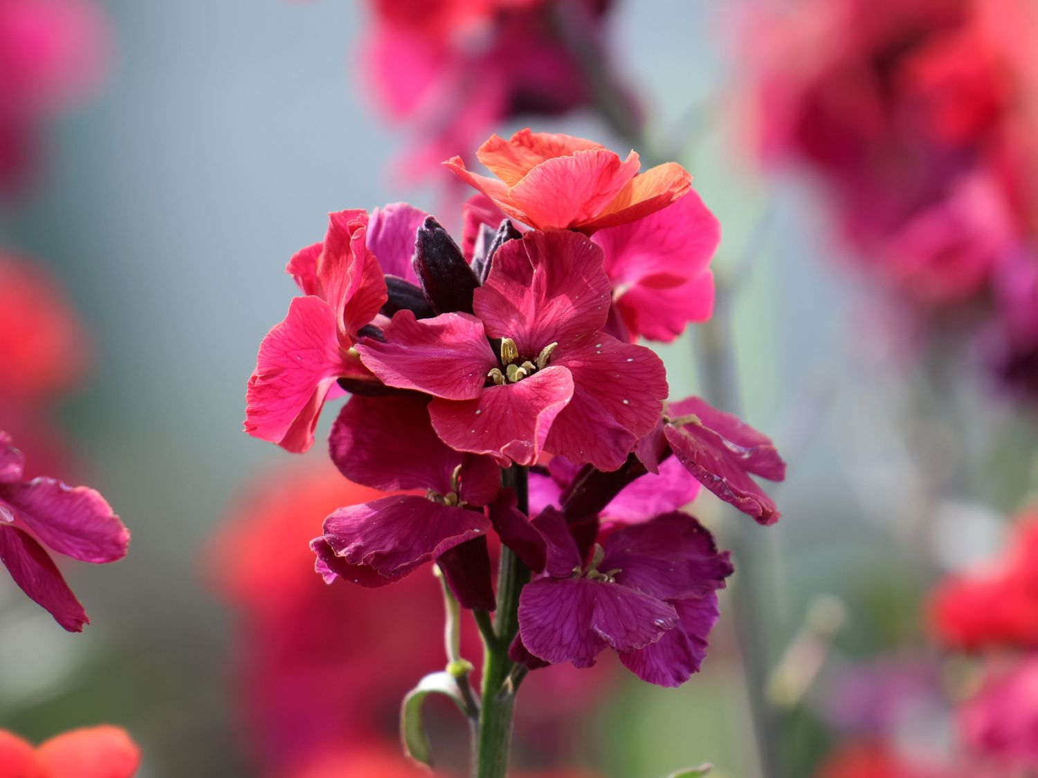 Goldlack 'Red Jep' - Erysimum x cultorum 'Red Jep'