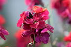 Goldlack 'Red Jep' - Erysimum x cultorum 'Red Jep'