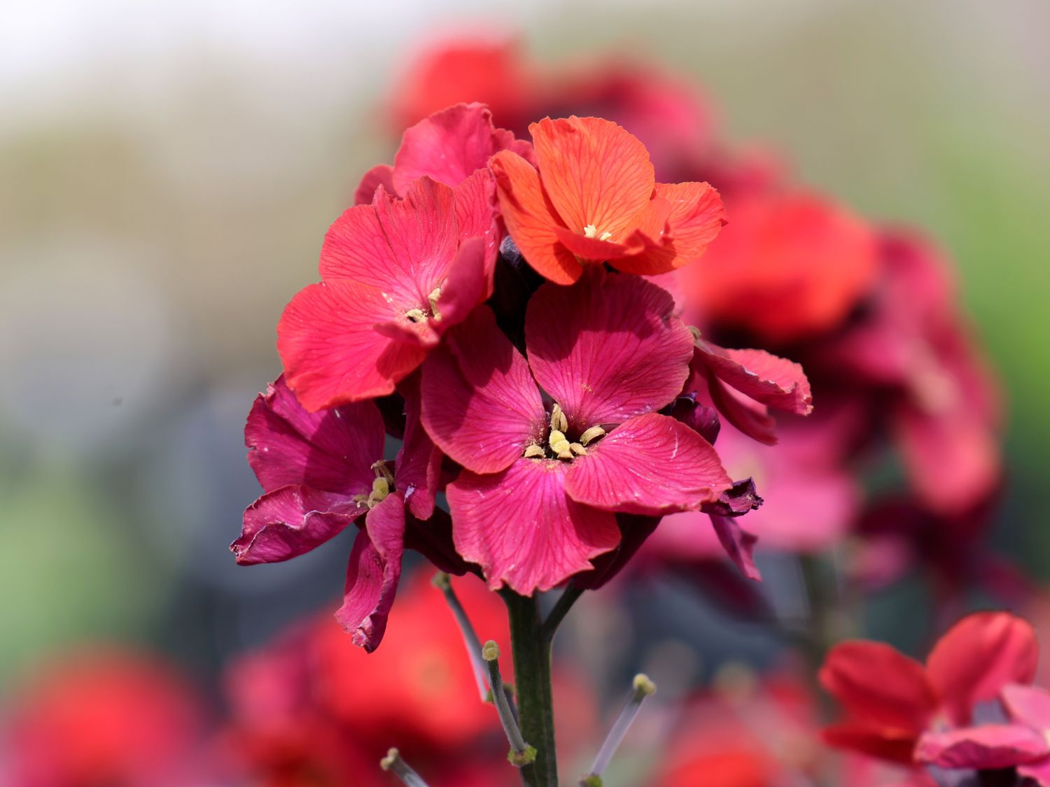 Goldlack 'Red Jep' - Erysimum x cultorum 'Red Jep'