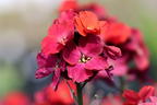 Goldlack 'Red Jep' - Erysimum x cultorum 'Red Jep'