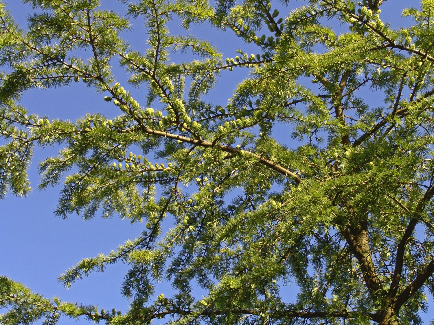 Kieferngewächse (Pinaceae)