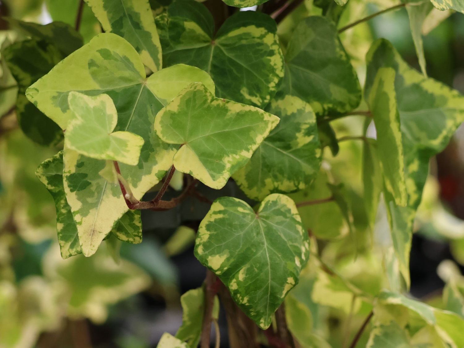glcksfeder blog Glcksfeder kaufen | Zamioculcas