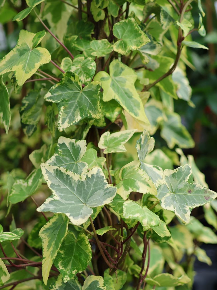 Goldlaubiger Efeu 'Golden Kolibri' - Hedera helix 'Golden Kolibri' -  Baumschule Horstmann