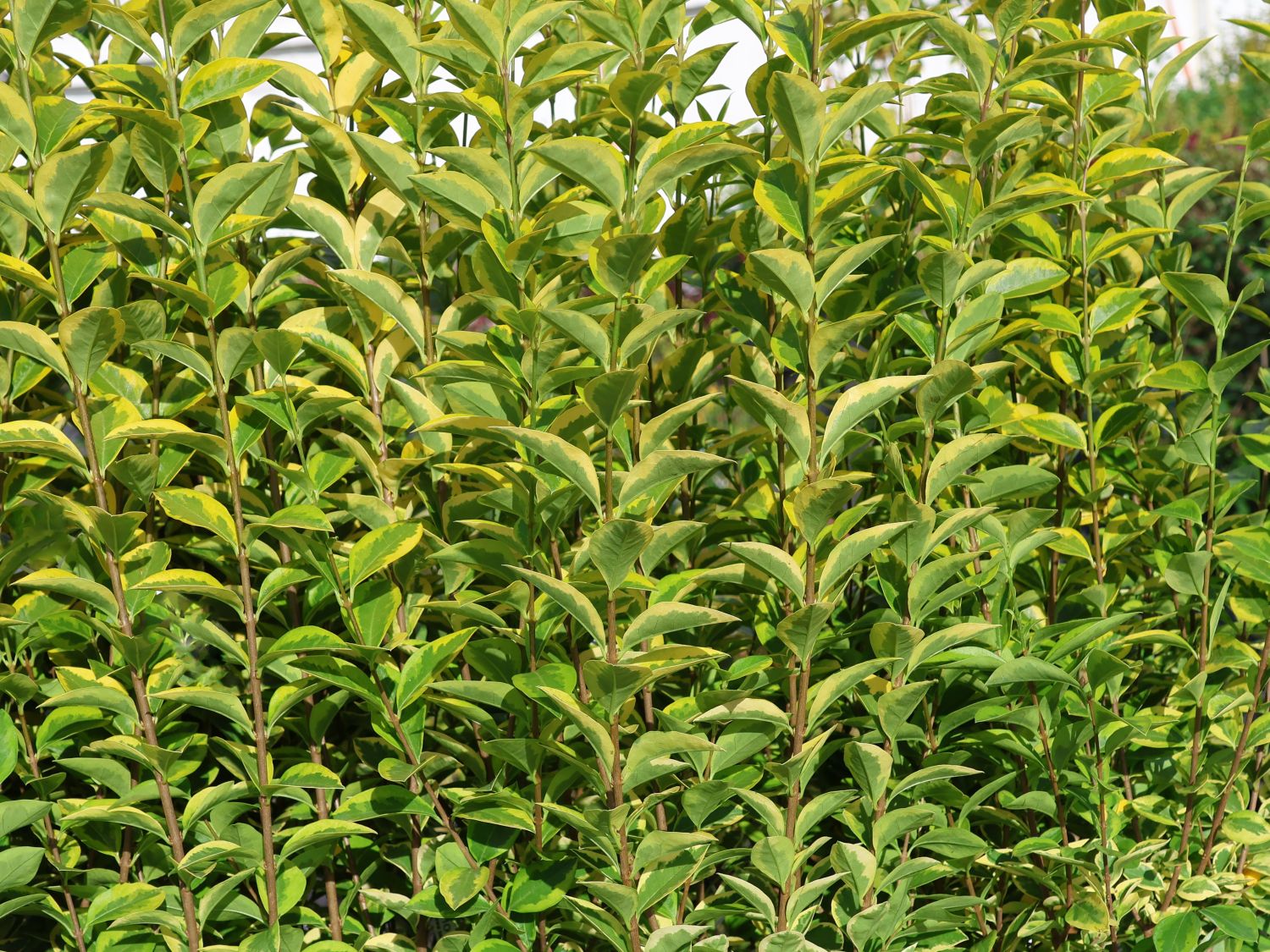 Goldliguster 'Aureum' - Ligustrum ovalifolium 'Aureum'