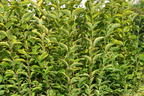 Goldliguster 'Aureum' - Ligustrum ovalifolium 'Aureum'