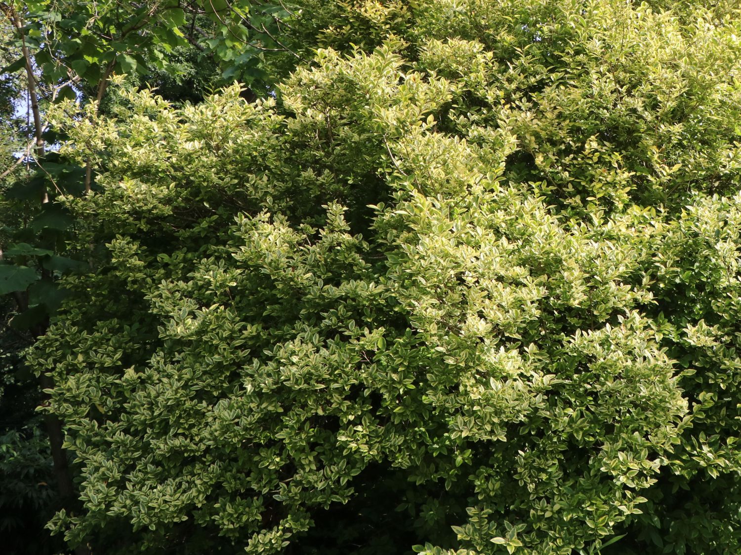 Goldliguster 'Aureum' - Ligustrum ovalifolium 'Aureum'