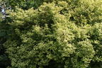 Goldliguster 'Aureum' - Ligustrum ovalifolium 'Aureum'
