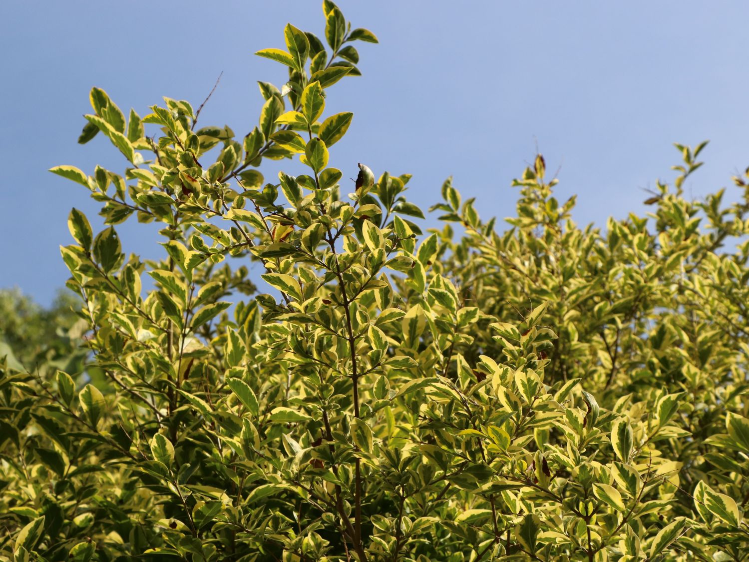 Goldliguster 'Aureum' - Ligustrum ovalifolium 'Aureum'
