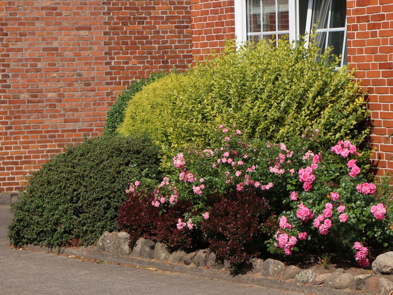 Goldliguster 'Aureum' - Ligustrum ovalifolium 'Aureum'