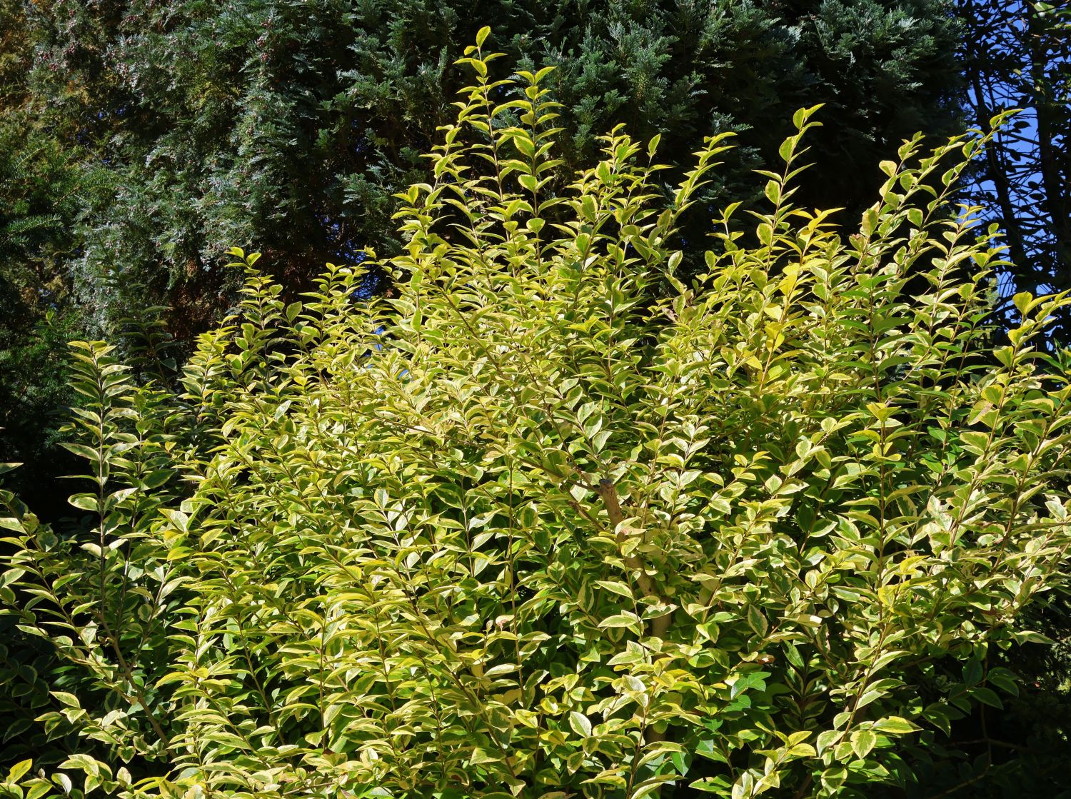 Goldliguster 'Aureum' - Ligustrum ovalifolium 'Aureum'