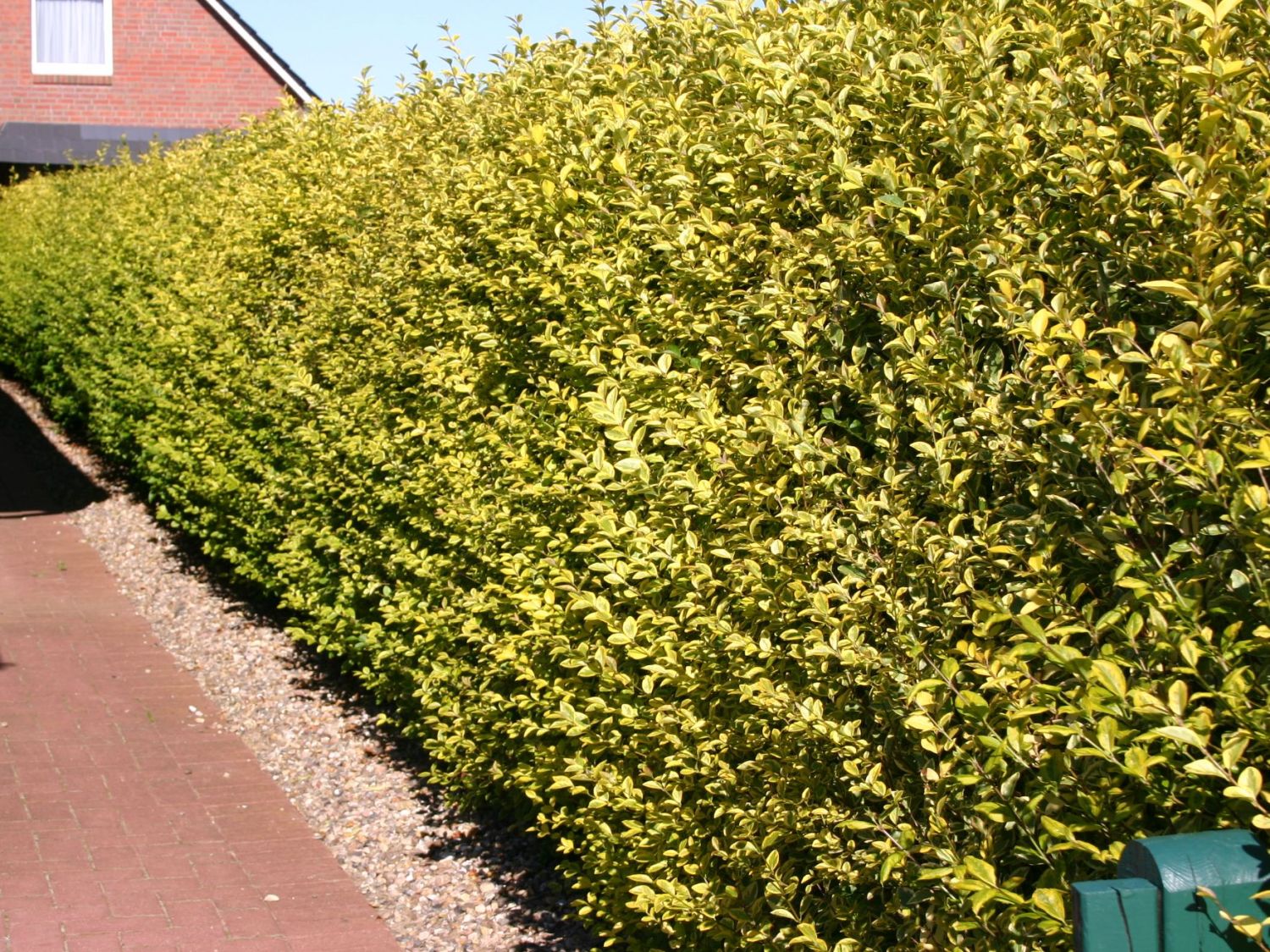Goldliguster 'Aureum' - Ligustrum ovalifolium 'Aureum'