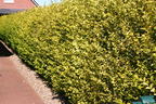 Goldliguster 'Aureum' - Ligustrum ovalifolium 'Aureum'