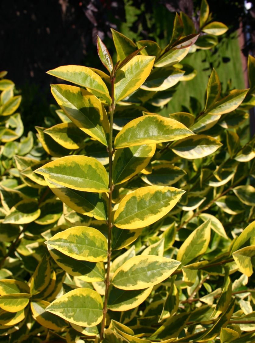 Goldliguster 'Aureum' - Ligustrum ovalifolium 'Aureum'