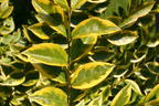 Goldliguster 'Aureum' - Ligustrum ovalifolium 'Aureum'