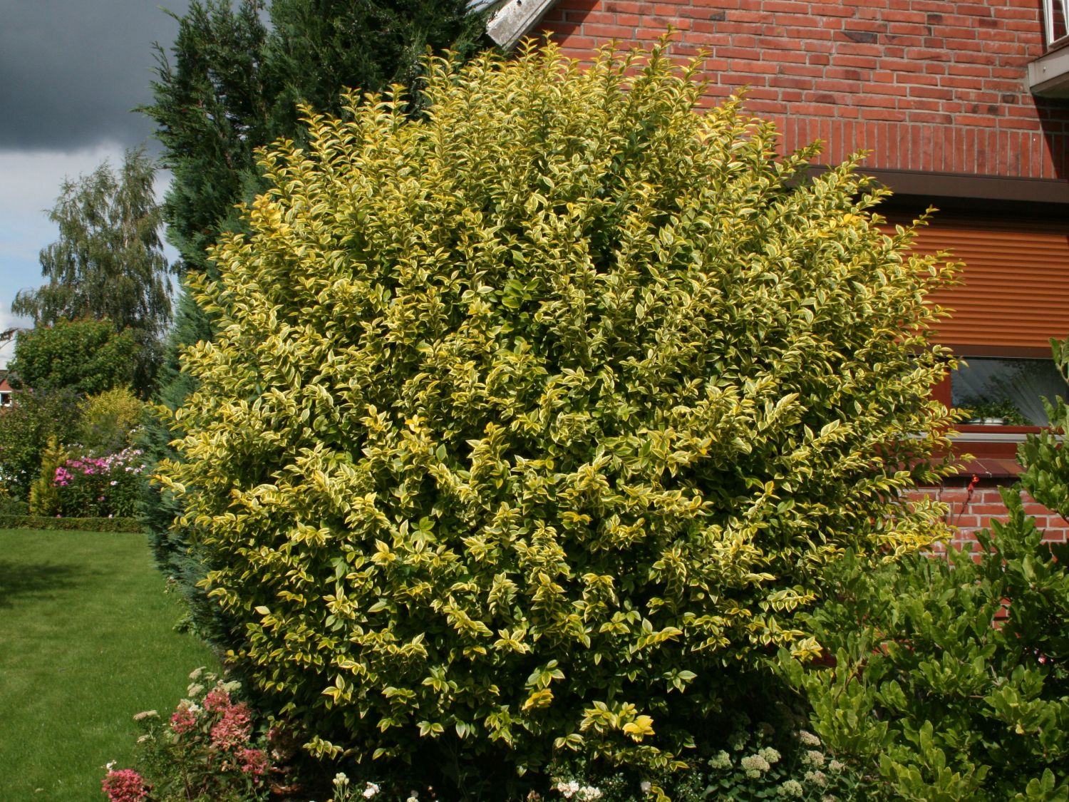 Goldliguster 'Aureum' - Ligustrum ovalifolium 'Aureum'
