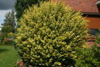 Goldliguster 'Aureum' - Ligustrum ovalifolium 'Aureum'