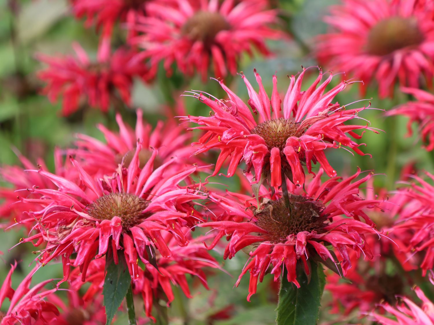 Goldmelisse / Indianernessel / Monarde