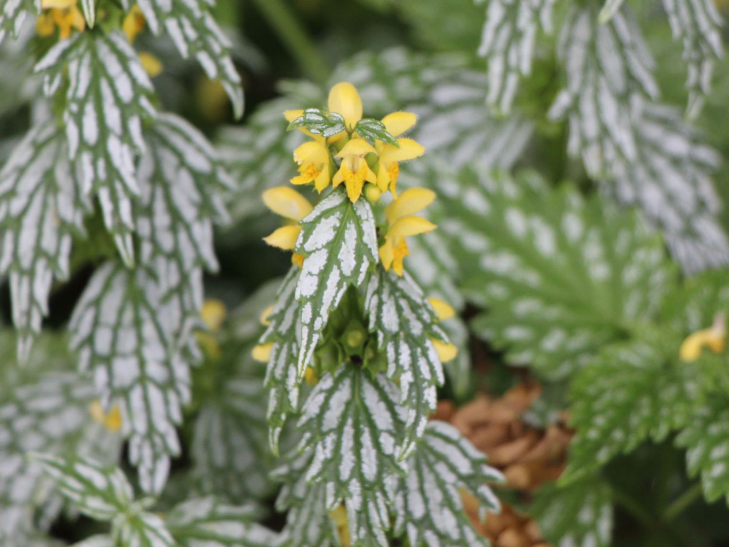 Goldnessel 'Silberteppich' - Lamiastrum galeobdolon 'Silberteppich'