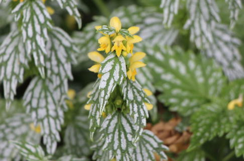 Goldnessel 'Silberteppich' - Lamiastrum galeobdolon 'Silberteppich'