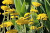 Goldquirl-Garbe 'Schwellenburg' - Achillea clypeolata 'Schwellenburg'