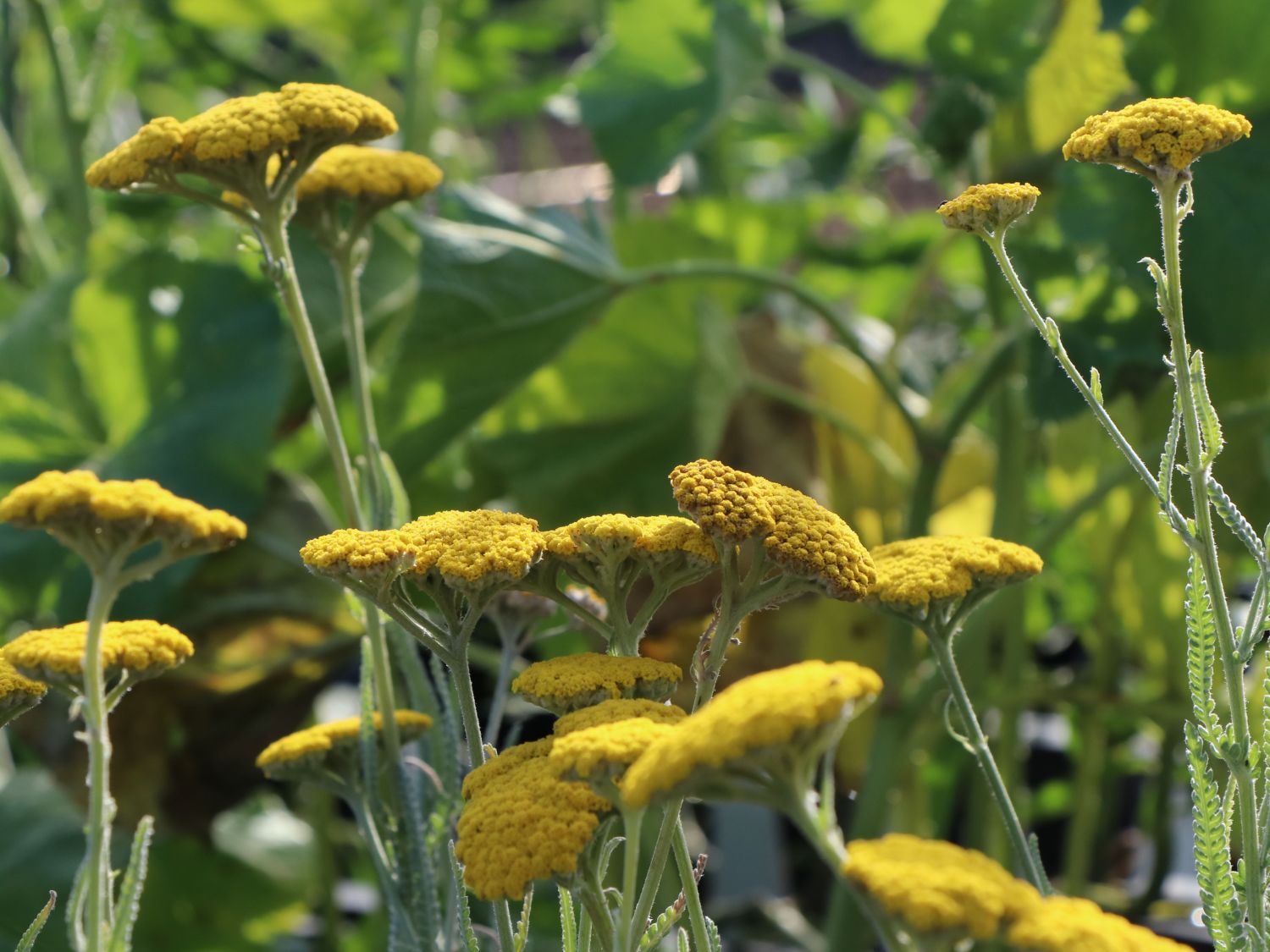 Goldquirl-Garbe 'Schwellenburg' - Achillea clypeolata 'Schwellenburg'