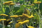 Goldquirl-Garbe 'Schwellenburg' - Achillea clypeolata 'Schwellenburg'