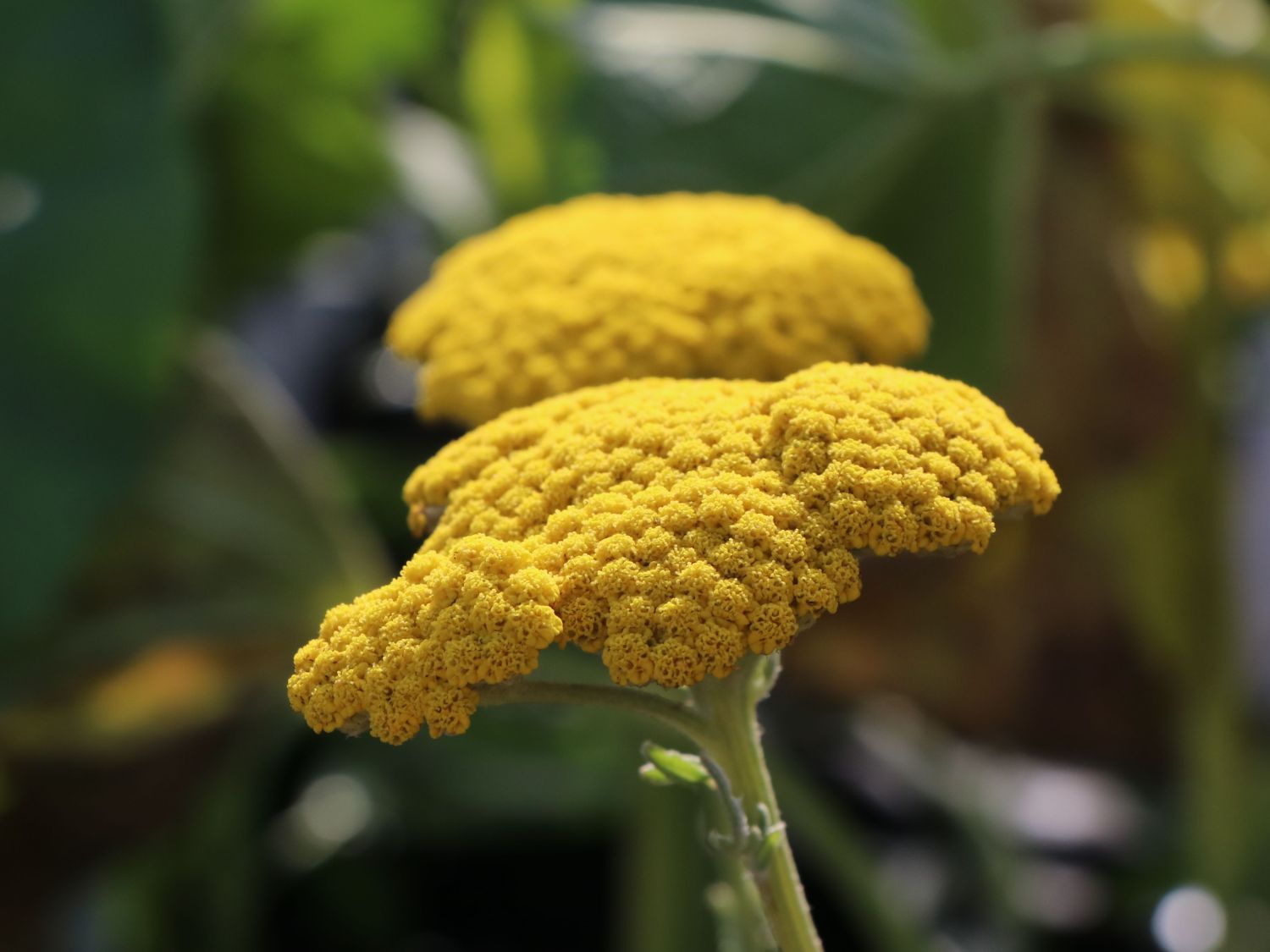 Goldquirl-Garbe 'Schwellenburg' - Achillea clypeolata 'Schwellenburg'