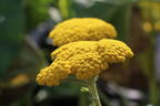 Goldquirl-Garbe 'Schwellenburg' - Achillea clypeolata 'Schwellenburg'