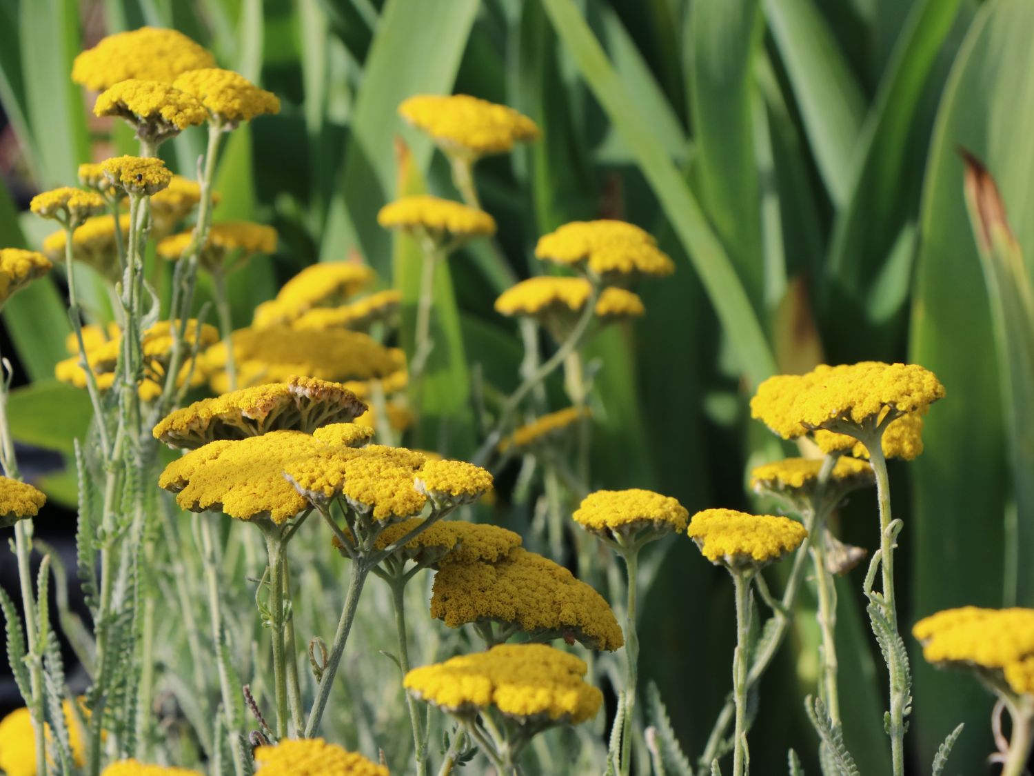 Goldquirl-Garbe 'Schwellenburg' - Achillea clypeolata 'Schwellenburg'