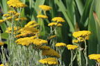 Goldquirl-Garbe 'Schwellenburg' - Achillea clypeolata 'Schwellenburg'
