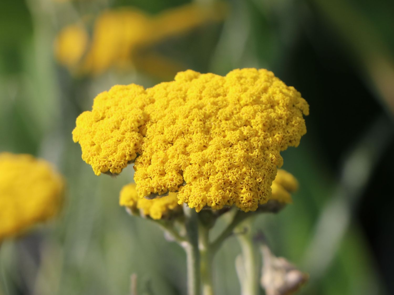 Goldquirl-Garbe 'Schwellenburg' - Achillea clypeolata 'Schwellenburg'