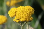 Goldquirl-Garbe 'Schwellenburg' - Achillea clypeolata 'Schwellenburg'