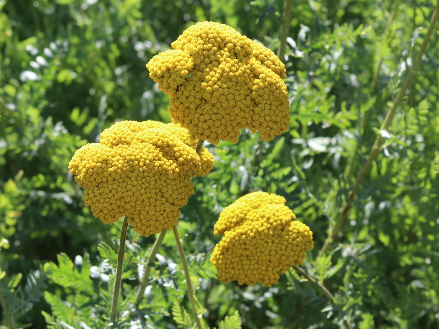 Goldquirl-Garbe 'Schwellenburg' - Achillea clypeolata 'Schwellenburg'