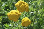 Goldquirl-Garbe 'Schwellenburg' - Achillea clypeolata 'Schwellenburg'
