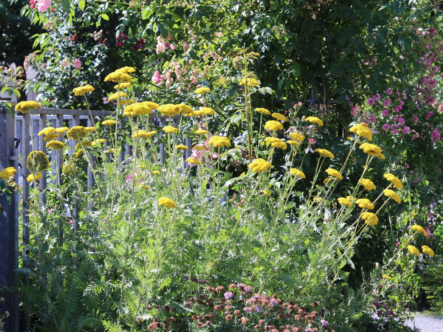 Goldquirl-Garbe 'Schwellenburg' - Achillea clypeolata 'Schwellenburg'