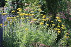 Goldquirl-Garbe 'Schwellenburg' - Achillea clypeolata 'Schwellenburg'