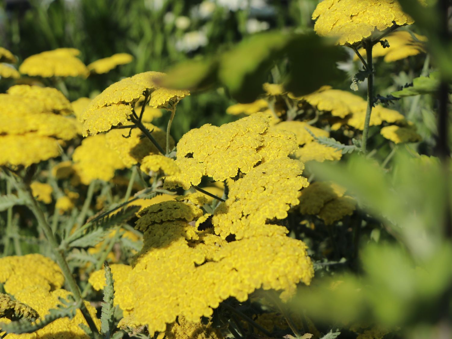 Goldquirl-Garbe 'Schwellenburg' - Achillea clypeolata 'Schwellenburg'